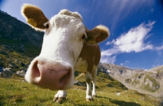 В Полесском районе полицейские раскрыли кражу коровы