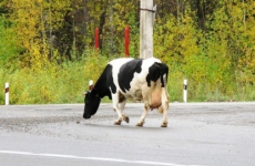 Бороться с гуляющим по астраханским трассам скотом будут «по-сочински»