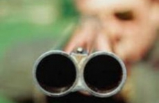 В Прикамье перед судом предстанут браконьеры, выбившие глаза беременной лосихе