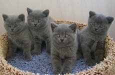 Житель Крестецкого района отправится в колонию за кражу кошки