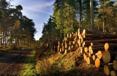 Общество Дело об исключении из госсобственности 8,1 тыс. га самарских лесничеств направлено в первую инстанцию