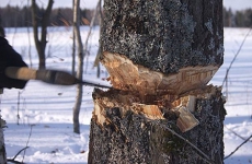 Житель Старорусского района осужден за незаконную рубку лесных насаждений на сумму более 1,3 млн рублей