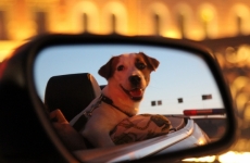 Стая собак испортила регистрационные знаки машин в Чите