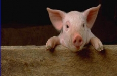 Ветеринары выявили грубые нарушения на свиноферме под Воронежем