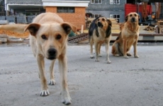 Приют для слабых. Как в Майкопе пристроили 1500 бездомных животных