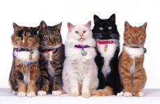 По итогам субботней выставки во Владивостоке 53 питомца нашли новых хозяев