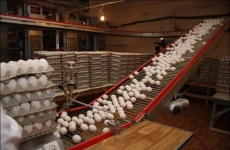 ФАС уличила костромские компании в завышении цен на яйца