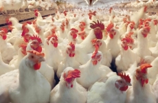 Новые дела против яичной мафии