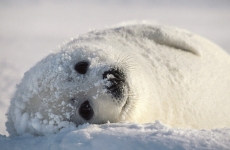 Сахалинцам напоминают правила поведения при встрече с молодым тюленем
