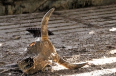 Территория для Парка будущих поколений в Якутске не является скотомогильником