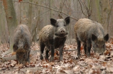 В Сурском районе Ульяновской области ликвидированы эпизоотический очаг африканской чумы свиней и инфицированные объекты
