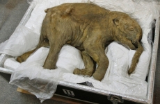 В Курган привезут настоящего мамонтенка