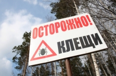 Более 100 жителей Калужской области пострадали от укусов клещей
