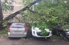 В Москве во время урагана погибли два человека